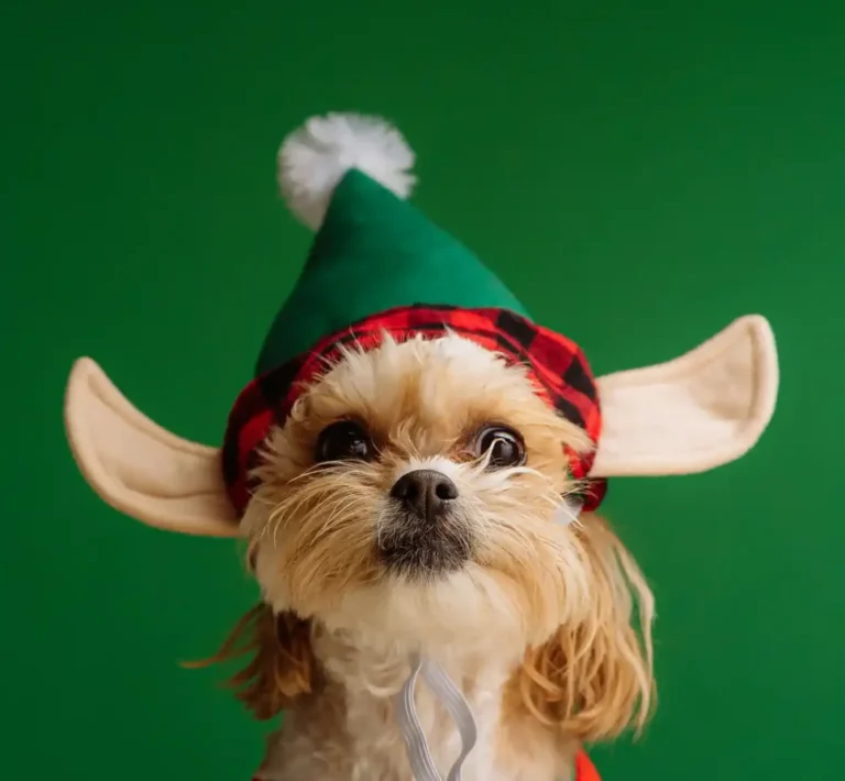 Christmas, Hanukkah, New Years Pet Sitting Services 2024