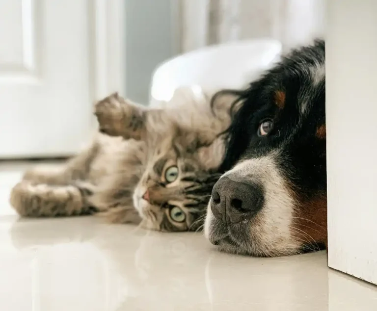 What to Look for in a Pet Sitter